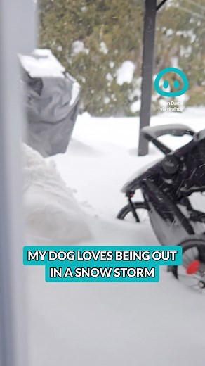 This dog loves snow so much! | ViralHog