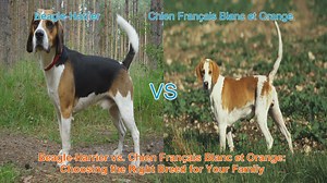 Beagle-Harrier vs. Chien Français Blanc et Orange: Choosing the Right Breed for Your Family