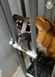 419K views · 6.6K reactions | Jailbreaking dog unlatches lock from inside her cage | Crafty Panda | Facebook
