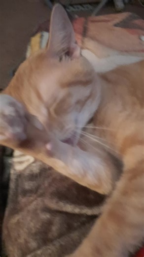 Bowie taking a bath before mom goes to work #cats #fyp #orangecats #cuddles