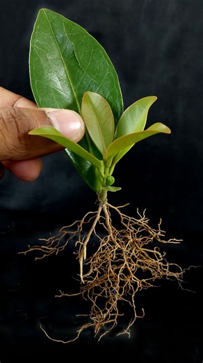 How to Grow Pineapple Guava Tree from Cutting Pineapple Guava Leaves In A Potato #gardening #lemon_cutting #garden #growathome #tamannagarden | Tamanna Garden