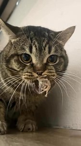 Darling, please don’t bring gift to me 😱😱😱 meow 😱 | Crush on Cats