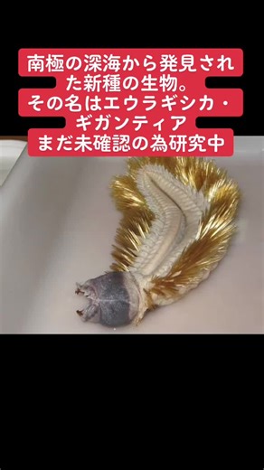 新種の南極深海生物発見！エウラギシカ・ギガンティア