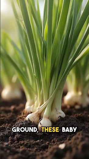 Walking Onions: The Plant That Multiplies Itself
