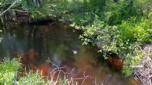 6.8K views · 24 reactions | Atlantic Wildlife Institute on Reels | Facebook