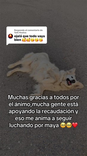 Respuesta a @Toñi Huelva #AyudaParaMaya #maya #dog Maya es mi perrita y tiene una hernia discal grave con compresión medular. Necesita una operación urgente de 10.000€ para poder volver a caminar y evitar quedarse paralítica. Yo solo tengo 1.000€ y estoy haciendo todo lo posible, pero no puedo hacerlo solo. Cualquier ayuda, aunque sea pequeña, suma muchísimo 🙏 Y si no puedes donar, compartir este vídeo también nos ayuda más de lo que imaginas. El link está en mi bio. Gracias de corazón por apoy