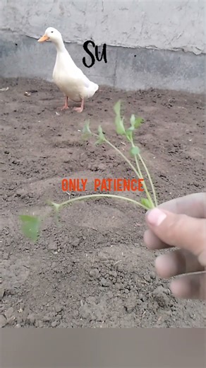 Feeding without force #duck #nature #new #poultry