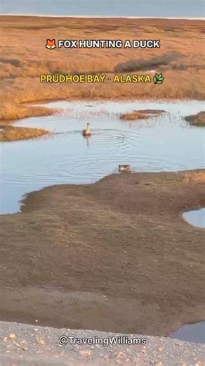 Will the Duck Escape? Fox Chase in Alaska