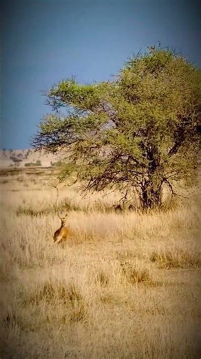 The Most Incredible Chase Ever In The Wild