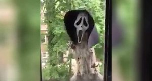 Squirrel Wears Scream Mask to Get Into the Halloween Spirit
