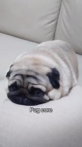 Pug looks like cute buns ❤️ 🐶 😍 📸👉 Credit: unknown tik tok ☆ For credit or removal, please DM us! ✉️ ☆ #pug #puglife #pugsofinstagram #pugsoftheday #puglovers #pugstagram #babypug #pugsmania #pugofdestiny #pugaday#pugsdoingthings #pugloversclub #pugmaniacos #pugsoftheworld | Pug Owners