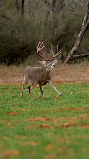 224K views · 23K reactions | I guess she doesn’t like big eight points. . . . . #lasraicesranch #deerseason #deerhunting #hunting #deer #whitetail #texashunting #huntingseason #therut | Las Raices Ranch | Facebook