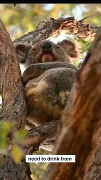 How Do Koalas Survive Without Water? 😱 The Shocking Truth! #shorts