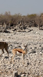 189K views · 2.8K reactions | Springbok at Etosha National Park, Namibia. #namibia #etoshanationalpark #springbok #okaukuejo #africa #safari #holiday #nationalpark #etosha #wildlife #safari #namibiansafari #explore #explorenamibia #animalvideo | Nwrnamibia | Facebook