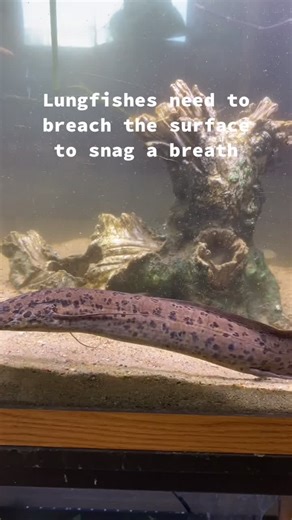 #science #fish #aquarium #fyp #funny