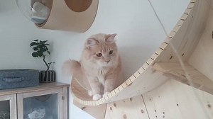 41K views · 159 reactions | 不說您不知道 MYZOO品牌自進軍海外後，受世界各國好評不斷 尤其那獨一無二的設計感及高大上品質更是讓日本人讚不絕口 怕您說小編都在自己誇， 所以小編只好收拾行囊遠走他鄉飛到遙遠不遠的日本 找到了擁有4隻貓1隻狗的IG超人氣網紅nocoa， 由她直接告訴您MYZOO，就是這麼棒! IG: @nocoa2525 | Myzoo動物緣 | Facebook