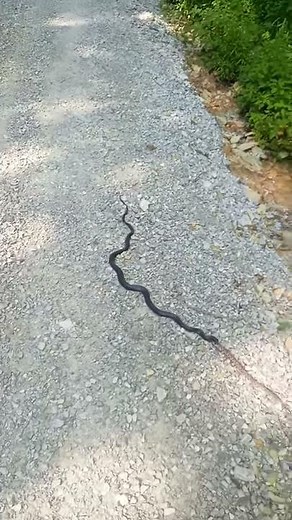 Black snake/king snake eating a Copperhead