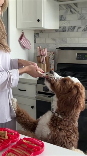 Daisy decided to pick up reading #dogs #dogsoftiktok #dogowners #dogcomedy