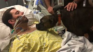 Dog says goodbye to gravely ill owner at hospital
