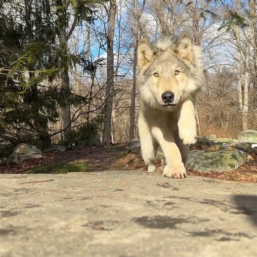 22K views · 5.3K reactions | Incoming Silas in 3... 2... 1... ! Gray wolves have incredibly powerful legs, capable of carrying them 30+ miles in one day and propelling them forward when they launch themselves at prey. | Wolf Conservation Center | Facebook