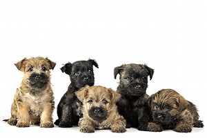 Cairn Terrier Puppies For Sale In Illinois