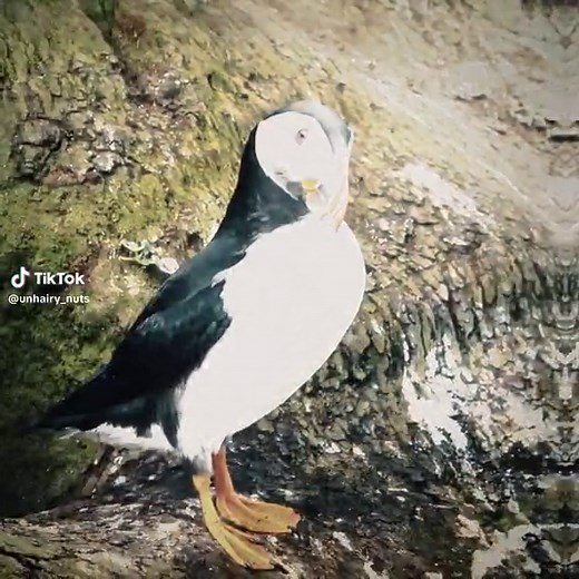 Mmm puffin #fyp #puffin #animal #edit | puffin