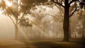 Sunset, Trees, Forest. Free Stock Video