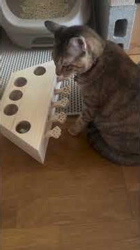 Cat vs The Toy Vault 🐾 #FunnyCat #CatLovers #CuteCats #CatChallenge #FelineGenius #ToyHeist