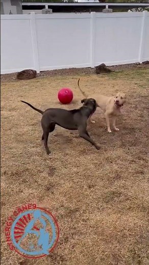 How to Introduce Dogs to Each Other #dogtrainingtips