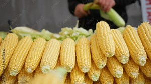 Stacked sweet corn on the cob sits on the table, a staple food in cuisine