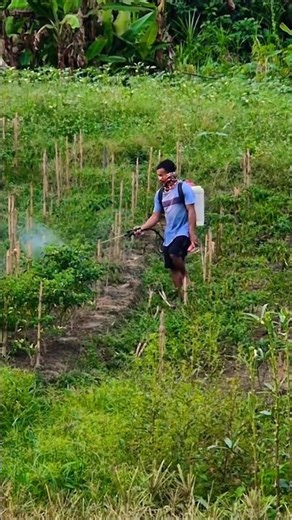 ​Rahasia Cabai Bebas Hama Selamanya! 🌶️