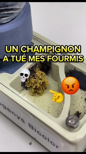 1.2M views · 6K reactions | Un champignon a tué mes fourmis !  | #fourmis #animaux #animauxdecompagnie #insectes | Gigafourmis | Facebook