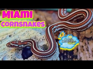 Miami Cornsnakes are hatching 😃🐍
