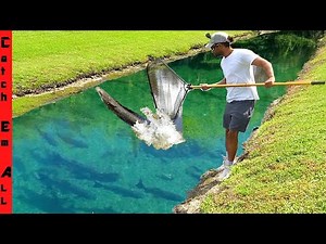 CATCHING GIANT Migrating INVASIVE FISH with MEGA NET in SHALLOW CLEAR WATER DITCH!