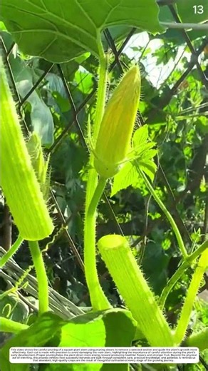 Luffa Harvest: How Pruning Shears Turn Mature Fruits into Fresh Harvests