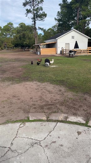 Kune kune pig eating a pudding pie