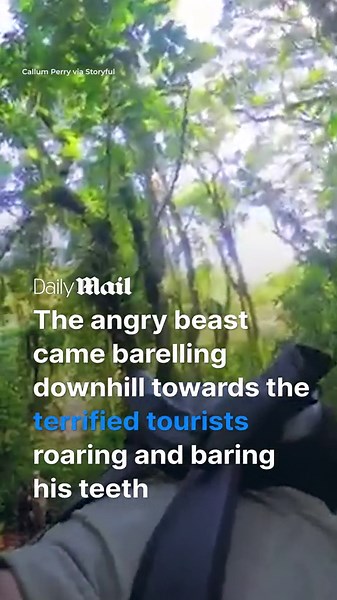 Heartstopping moment angry silverback gorilla chargers at unsuspecting tourists