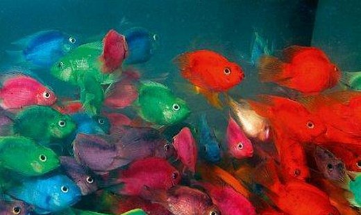 X10 Assorted Jellybean Parrot Cichlid Fish - Freshwater Live