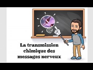 LES NEURONES (partie 2) - #6 TSPÉ SVT