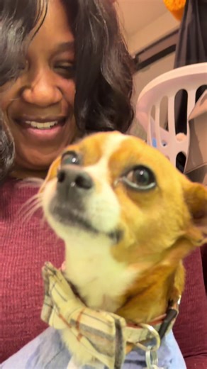 Funny Dogs Seeking Attention