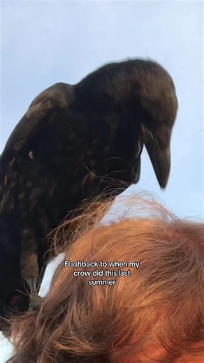 Understanding Delayed Reactions in Birds