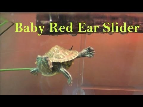 Turtle Tank Setup Baby "Red Ear Slider feeding" swimming, part 1