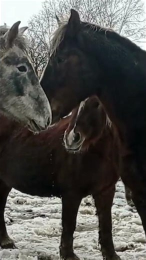 Stallion Wins the Mare’s Heart 🐎 | Natural Horse Romance 2026