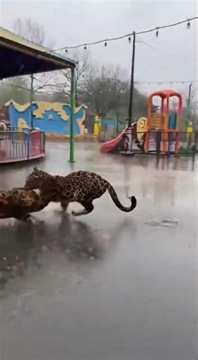 Found Footage: The Rainy Day Leopard Chase