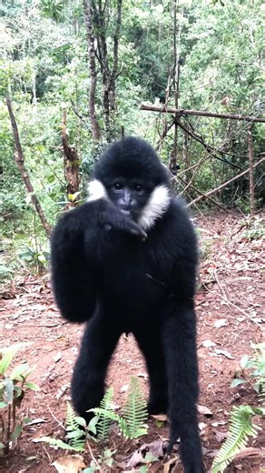 #lemur #lemuria #lemurs #lemurian #lemurien #lemure #monkeys #wildlifepark | Lemur Paradise Tribe