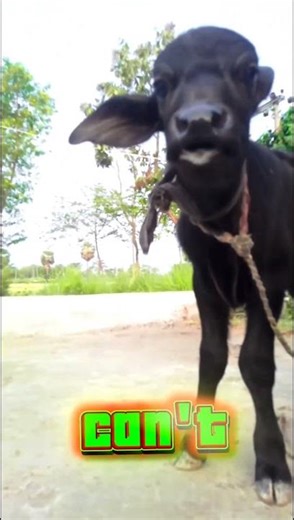 #funny Man Ka ladle Mara v Kalo v batmas hii #trending