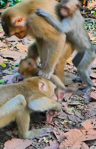 Abandon Monkey Video 2023 #Reels #Monkeys #Animals | Monkey Free