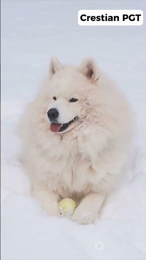 Top 5 Luxury Dog Breeds (You Won’t Believe #1!)