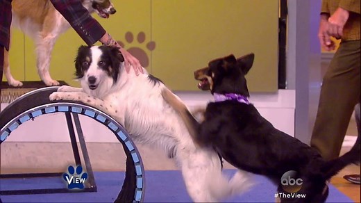 Mutts Gone Nuts INSANE tricks will have you begging for more! | The View