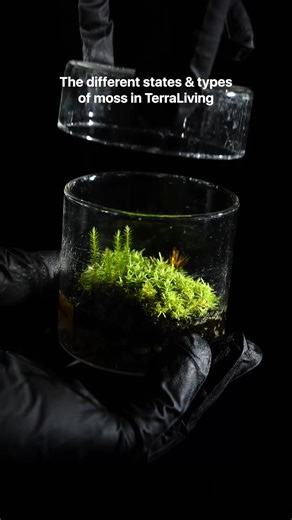 2.3K views · 39 reactions | Live Moss (Lab Cultivated) vs. Dead Moss vs. Preserved Moss (ZERO Moss) #terraliving #livemoss #deadmoss #preservedmoss #zeromoss #terrarium | TerraLiving | Facebook